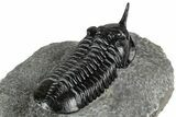 Morocconites Trilobite Fossil - Top Quality Specimen #355768-5